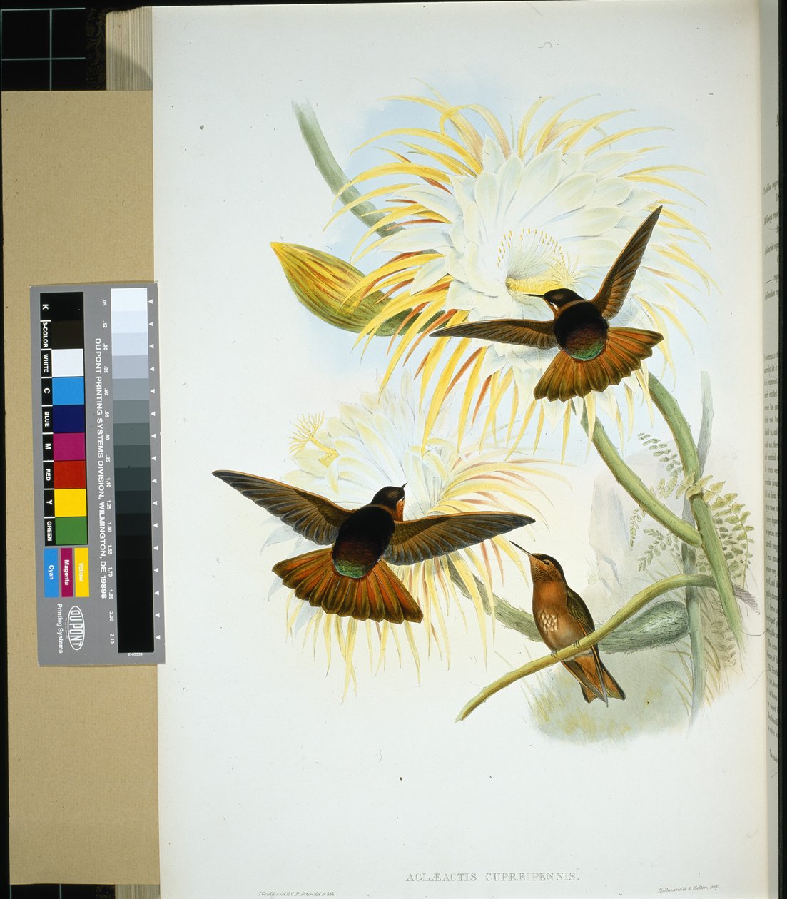 委内瑞拉 Stenura (panychlora stenura) 和 (panychlora Russata)（手绘石版画） 作者 约翰（继）古尔德