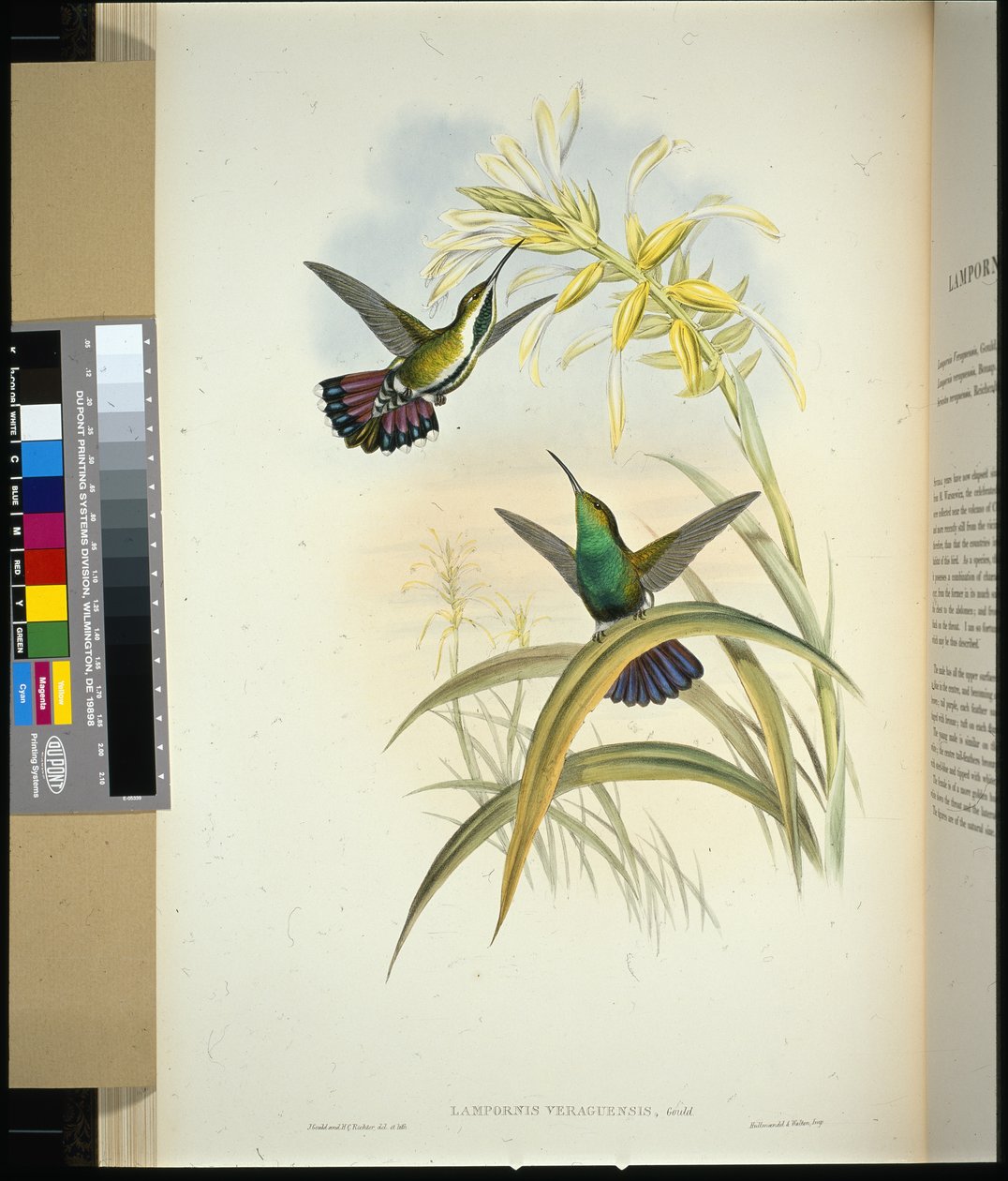 Veraguan Mango (lampornis veraguensis)（手绘石版画） 作者 约翰（继）古尔德