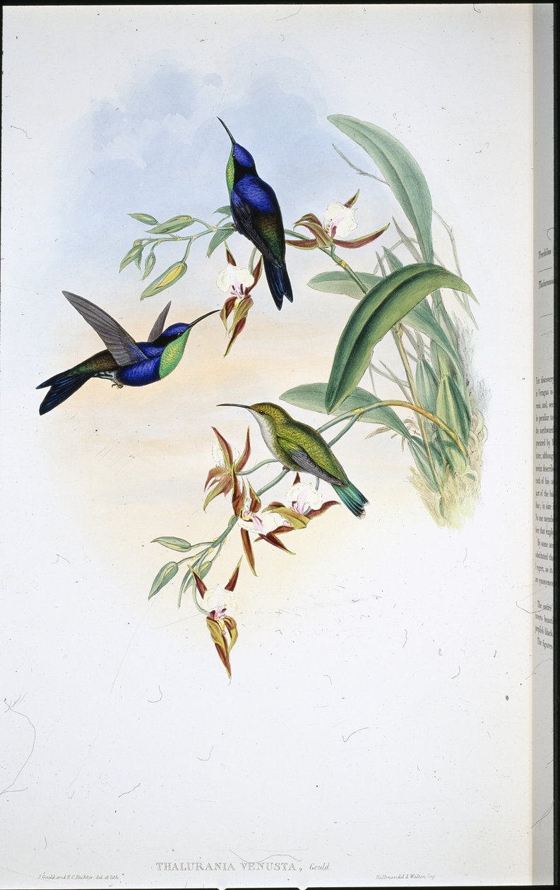 Veraguan Panoplites (Thalurania Venusta)（手绘石版画） 作者 约翰（继）古尔德