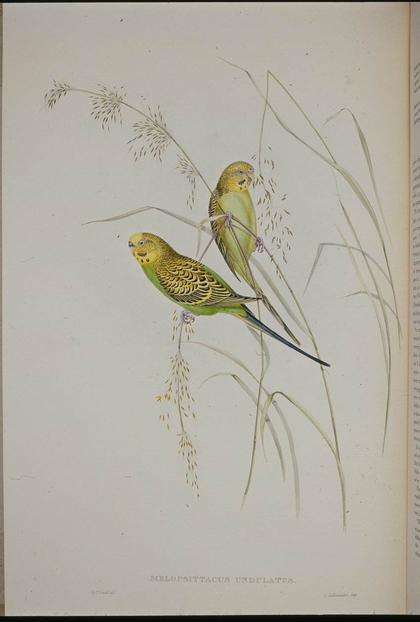 莺歌草鹦鹉（Melopsittacus Undulatus）（手绘石膏版 作者 约翰（继）古尔德