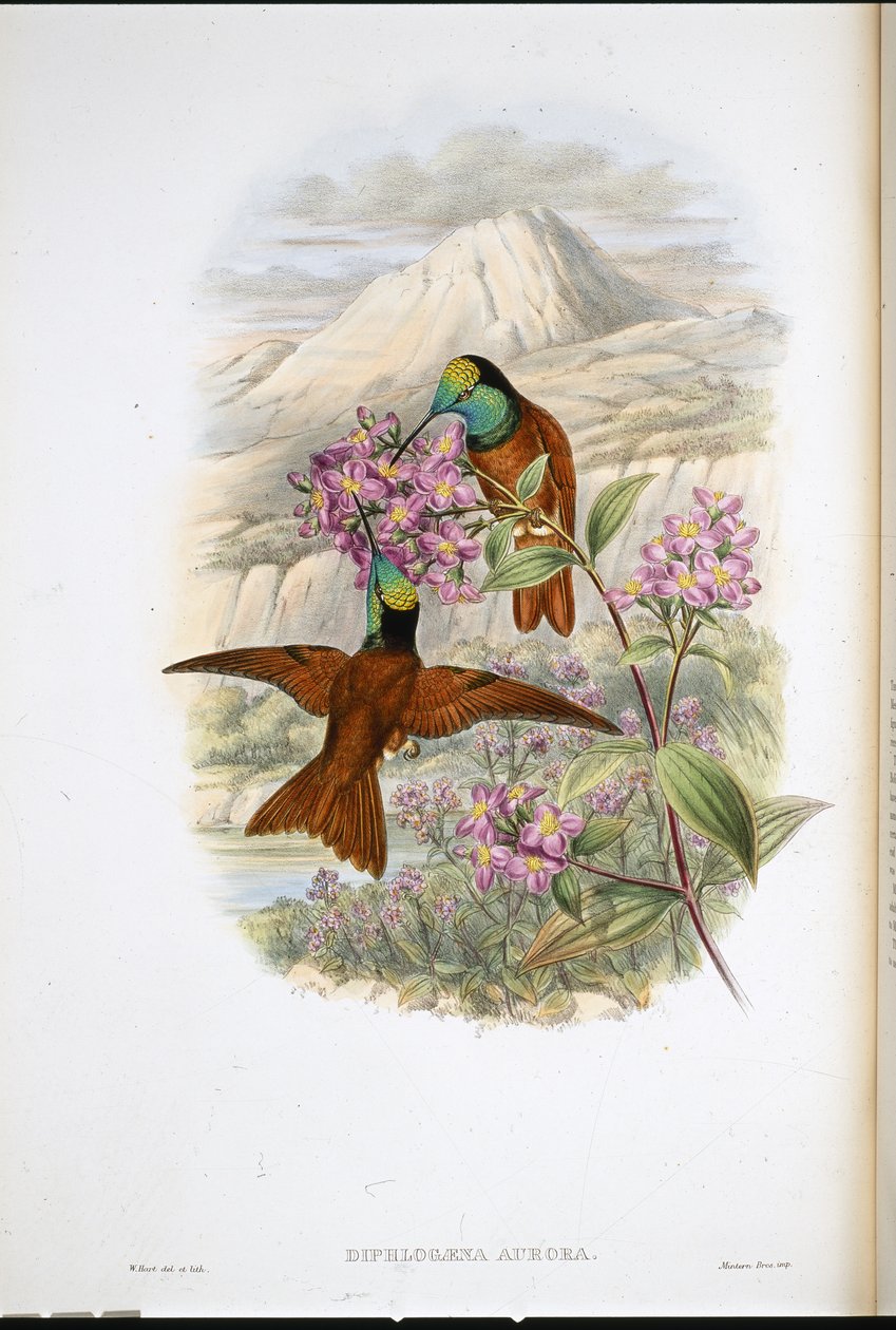 华舍维奇的彩虹蜂鸟（Diphlogaena Aurora）（手绘石版画 作者 约翰（继）古尔德
