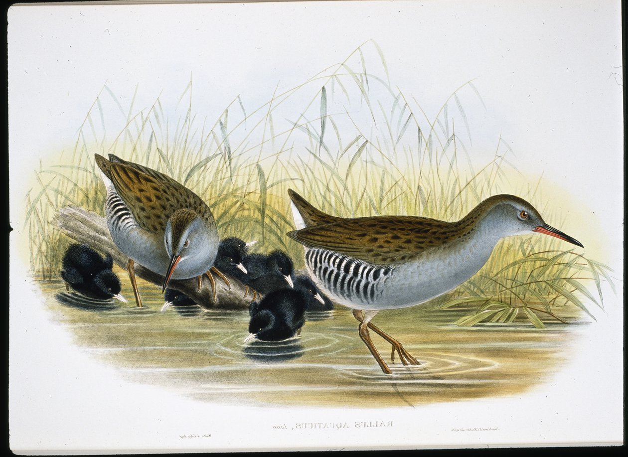 Water-Rail (Rallus Aquaticus)（手绘石版画） 作者 约翰（继）古尔德