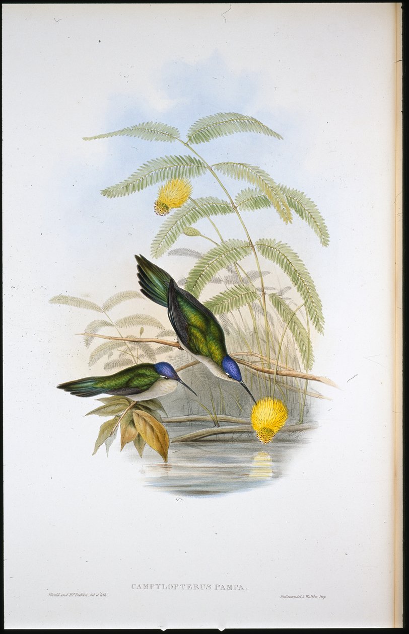 楔尾剑翼鸟（Campylopterus Pampa）（手绘石版画 作者 约翰（继）古尔德