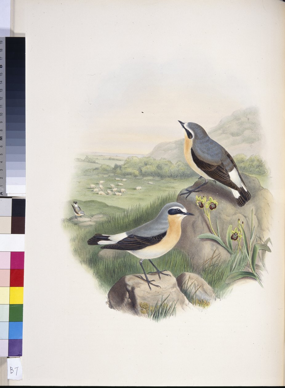 Wheatear (Oenanthe oenanthe)（手绘石版画） 作者 约翰（继）古尔德