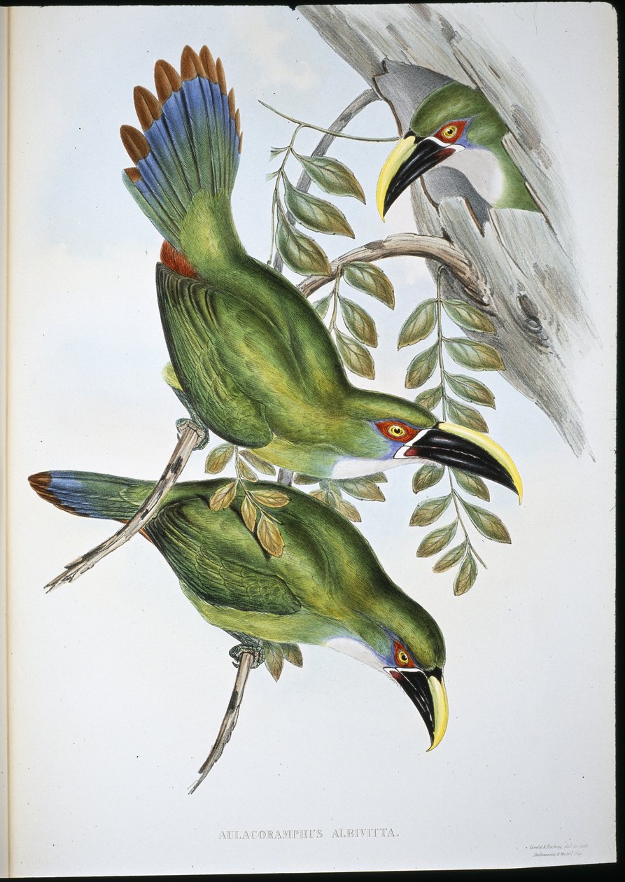 白带斑鸠（Aulacoramphus Albivitta）（手绘版）。 作者 约翰（继）古尔德