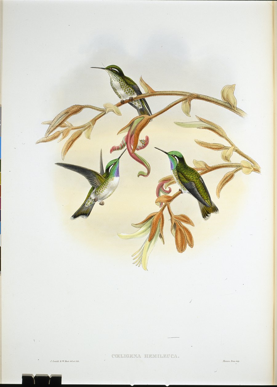 白腹卡西克蜂鸟（Coeligena Hemileuca）（手绘石版画 作者 约翰（继）古尔德