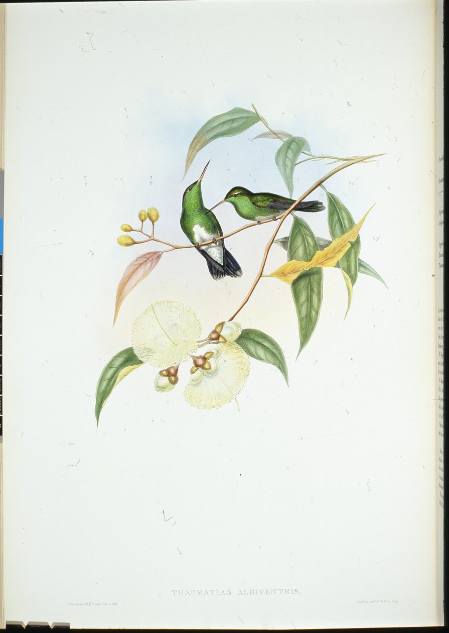 白腹祖母绿 (Thaumatias Albiventris)（手绘石版画） 作者 约翰（继）古尔德