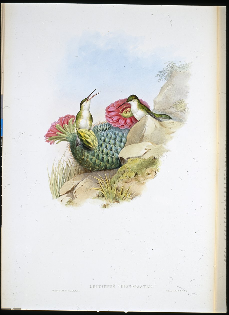 White-breasted Leucippus (leucippus chionogaster) (手绘石版画) 作者 约翰（继）古尔德