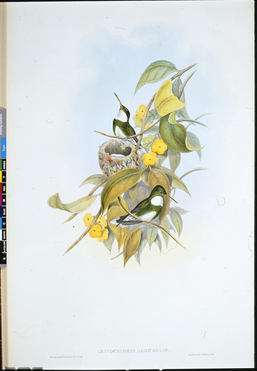 白喉（Leucochloris Albicollis）（手绘平版）。 作者 约翰（继）古尔德