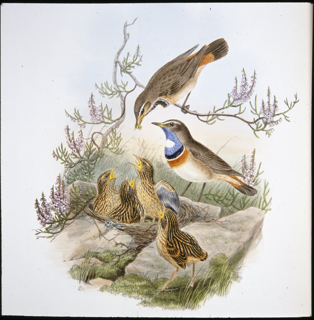 白喉蓝鸟（Cyanecula Leucocyana）（手绘石版）。 作者 约翰（继）古尔德