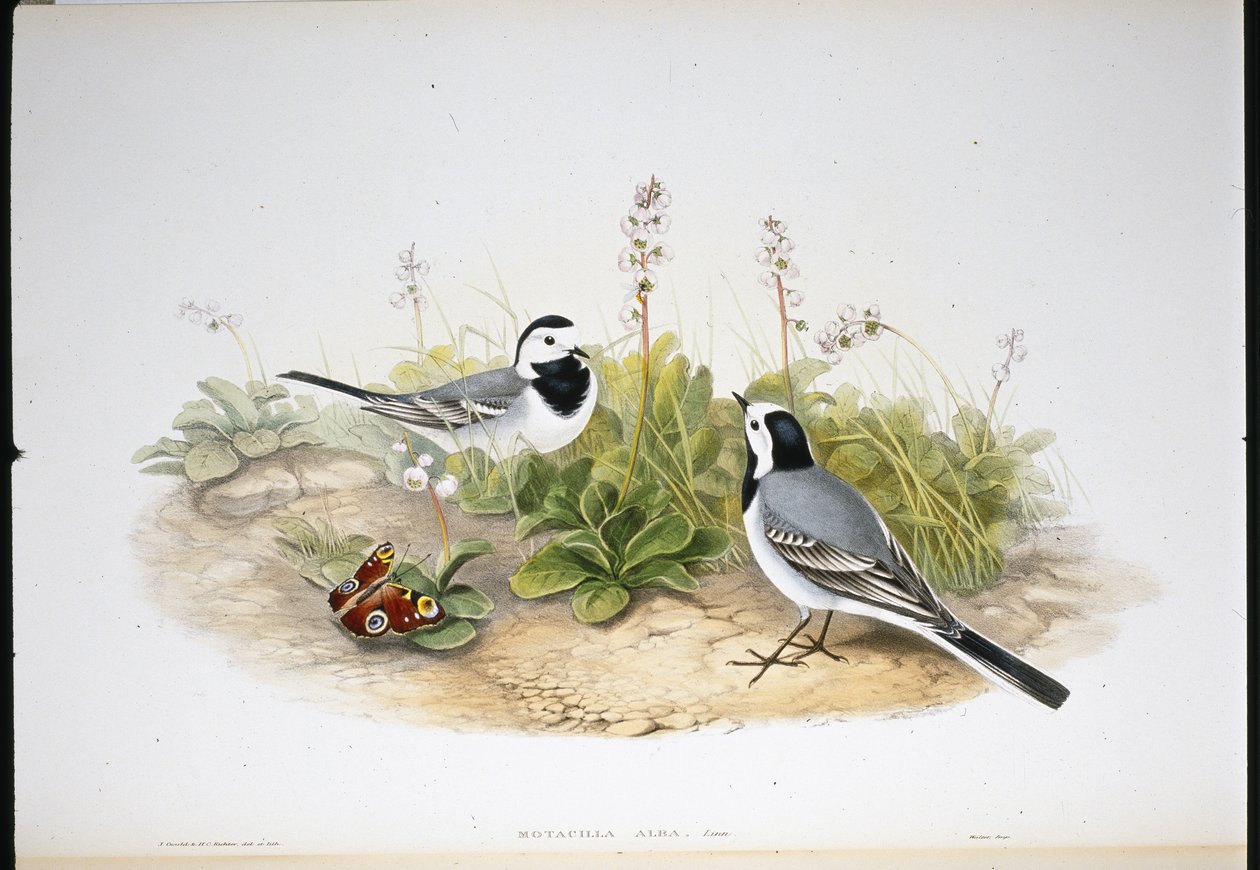 White Wagtail (Motacilla Alba)（手绘石版画） 作者 约翰（继）古尔德