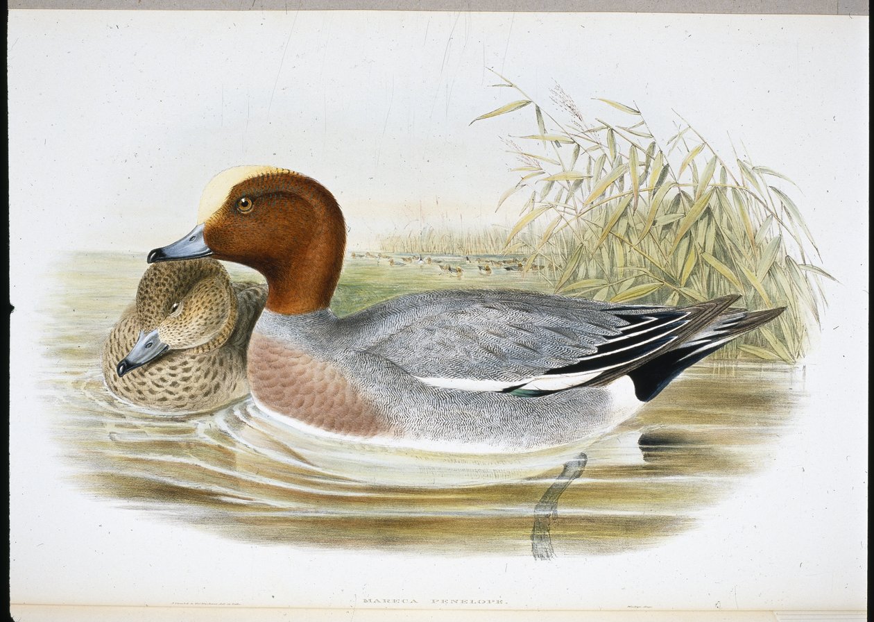 Widgeon (Mareca Penelope) (手绘平版) 作者 约翰（继）古尔德