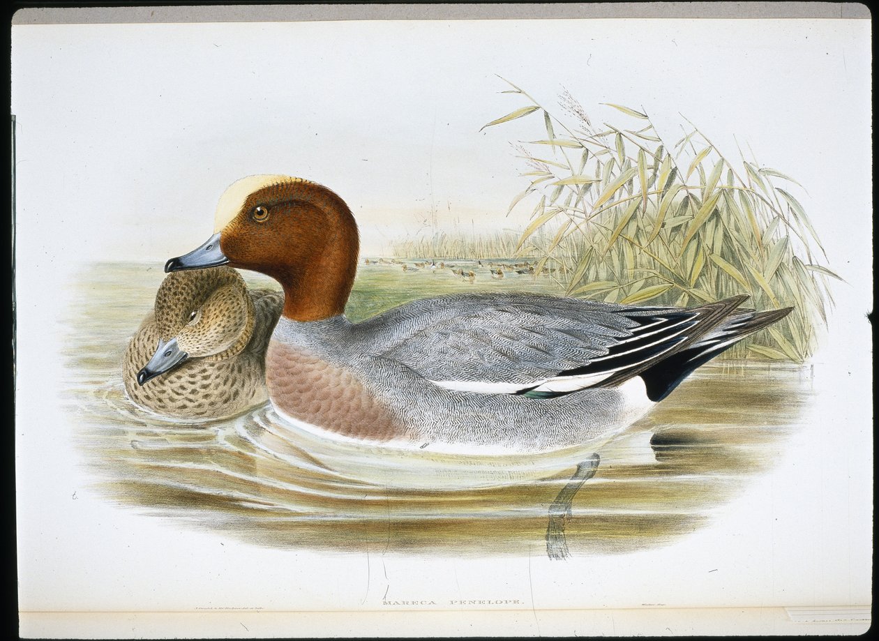 Widgeon (Mareca Penelope)（手绘石版画） 作者 约翰（继）古尔德