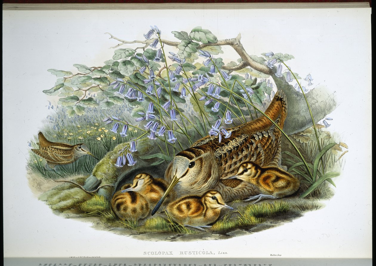 啄木鸟（手绘平版）（Woodcock (Scolopax Rusticola)）。 作者 约翰（继）古尔德