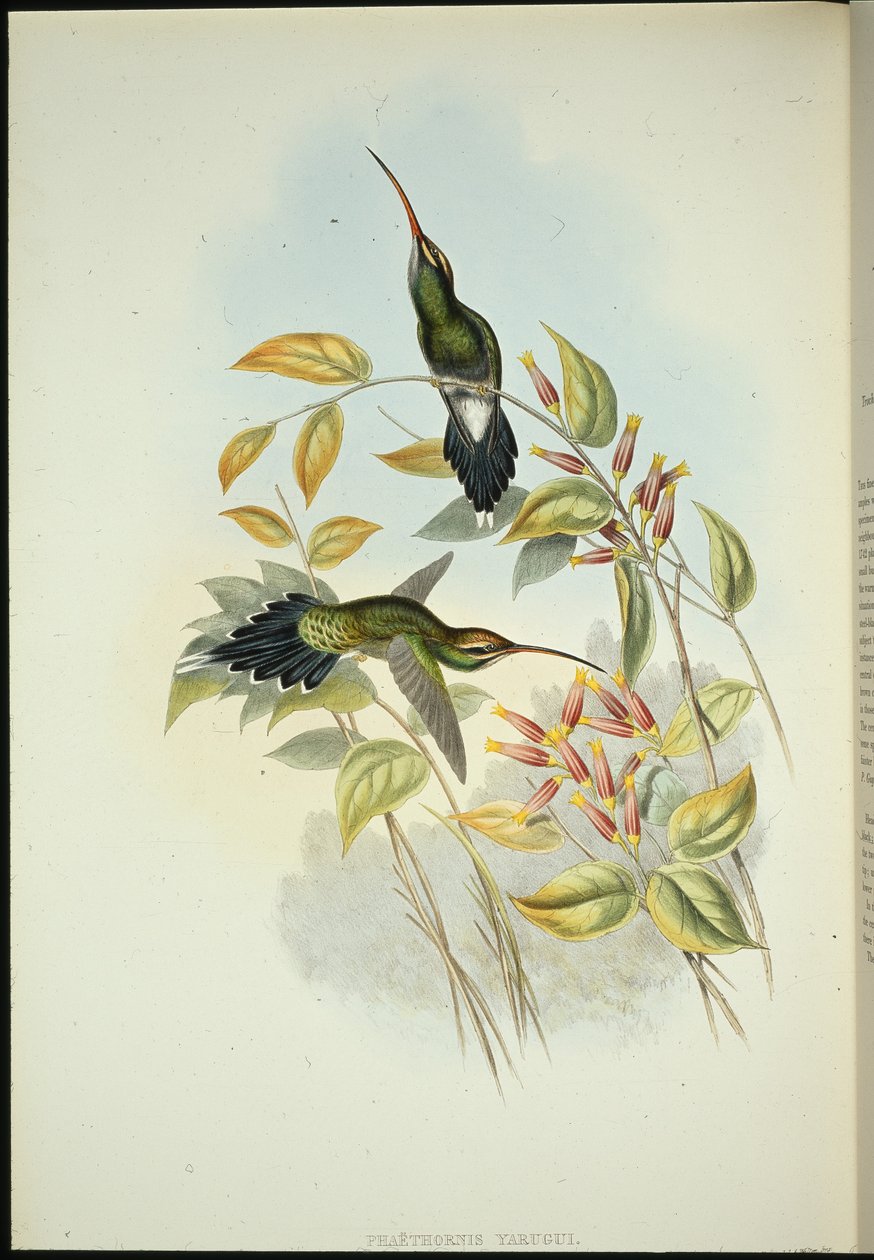 Yarquian Hermit (Phaerthornis Yarugui) (手绘石版) 作者 约翰（继）古尔德