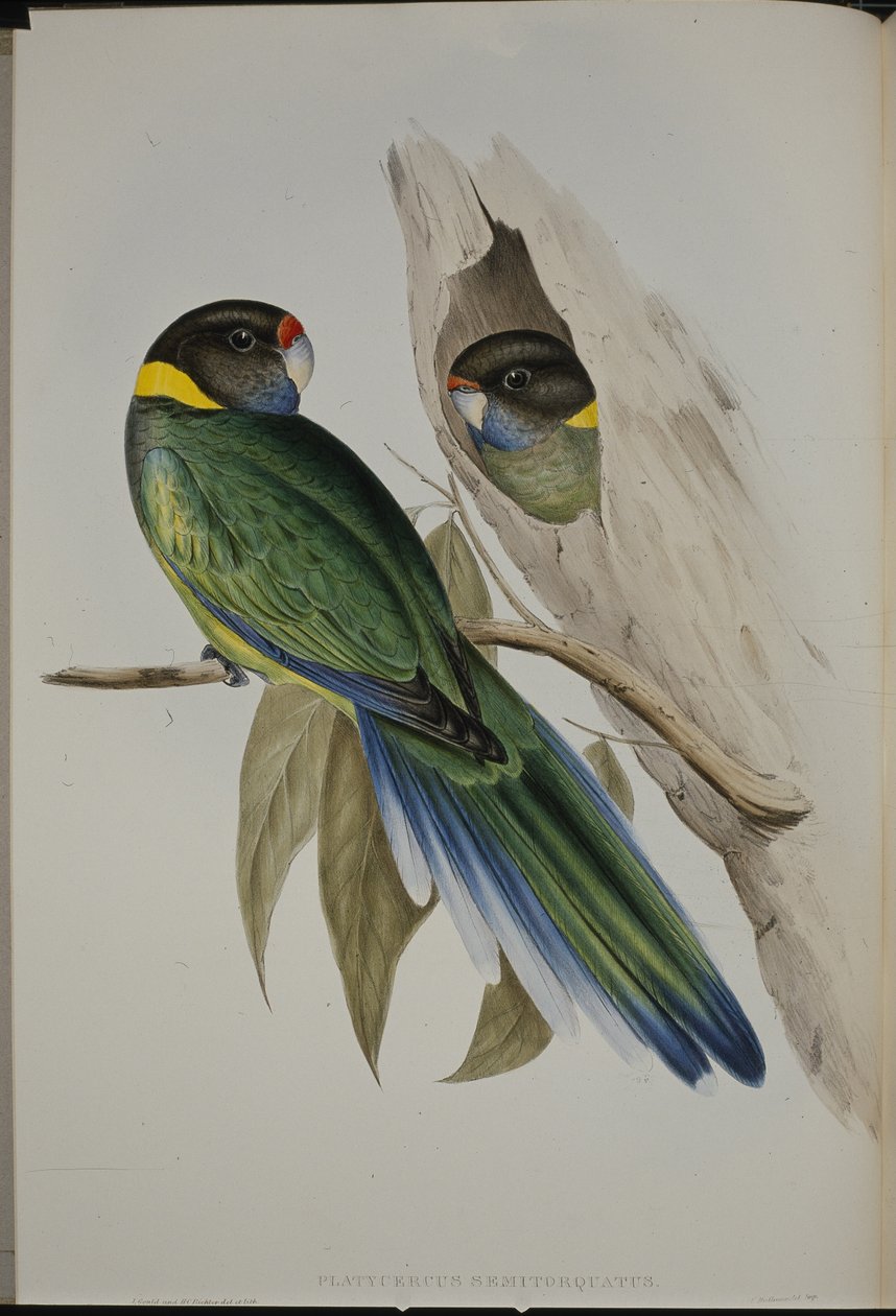 黄冠鹦鹉（Platycercus Semitorquatus）（手绘版）。 作者 约翰（继）古尔德