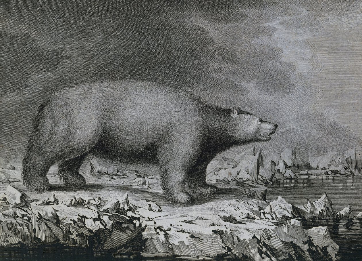 北极熊，由彼得·马泽尔雕刻，由约翰·韦伯（1750-1793 年）在詹姆斯·库克第三次航行期间绘制 作者 约翰（后）韦伯