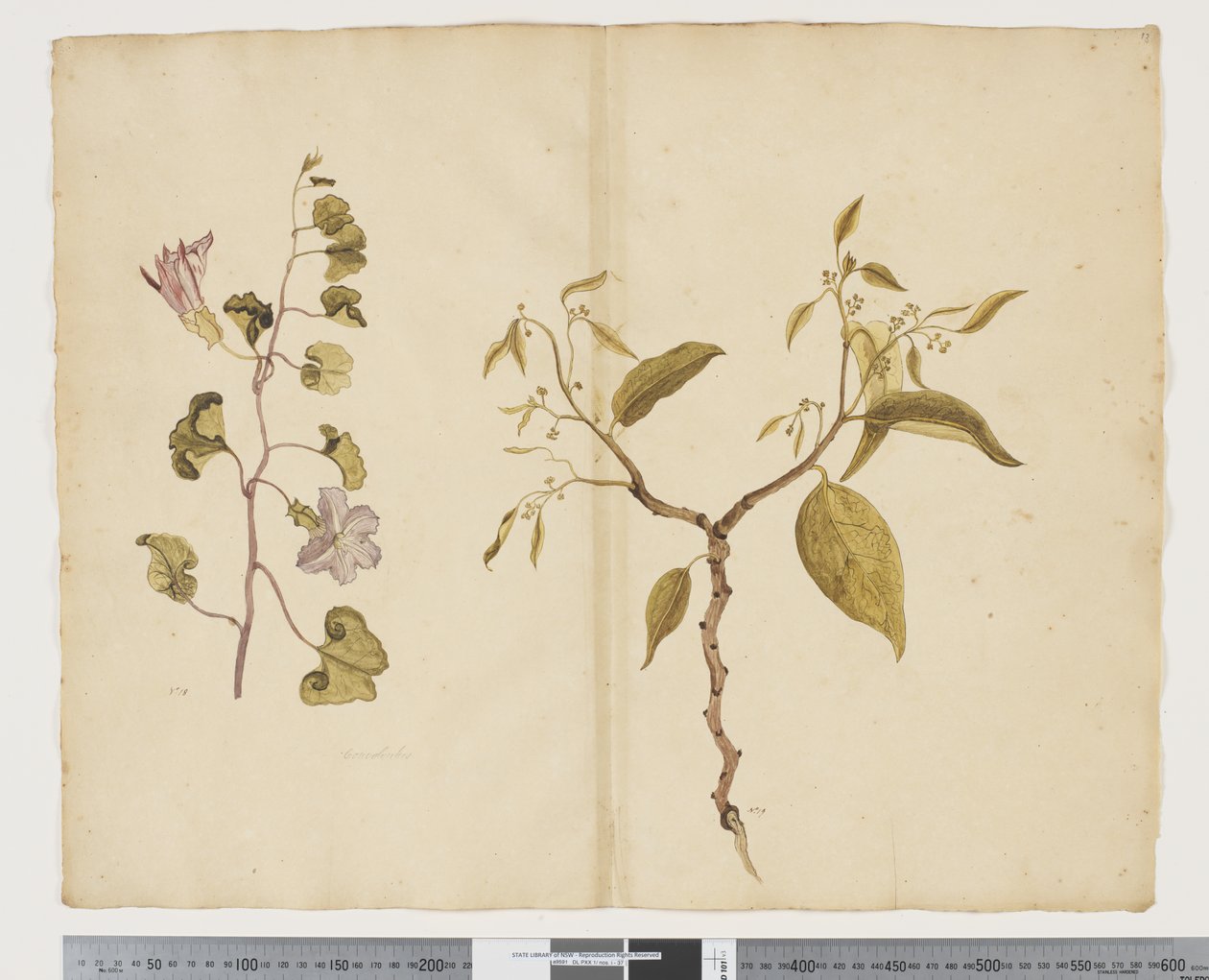 F.13 Ipomea Pes, caprae; Celtis paniculata, c.1790-95 （纸上水彩和墨迹） 作者 John (attr. to) Doody