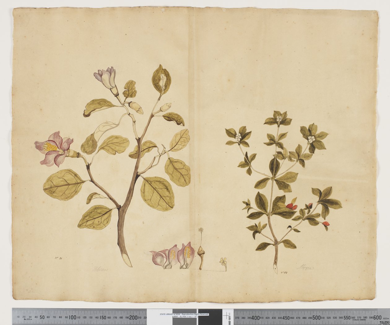 F.15 Lagunaria Patersonia；Alyxia gynopogon，约 1790-95 年（纸上水彩和墨迹） 作者 John (attr. to) Doody