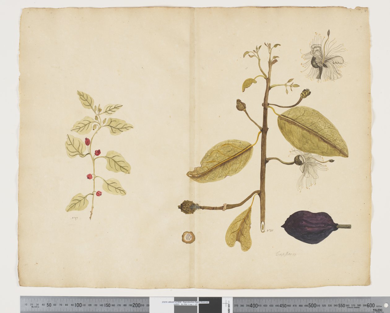 F.18 四角藻； Caparis nobilis“魔鬼的胆量”，c.1790-95（纸本墨水和水彩） 作者 John (attr. to) Doody