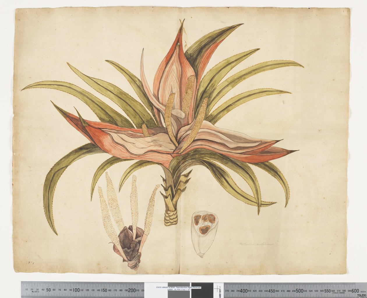 F.1 Freycinetia baueriana，约 1790-95 年（纸上水彩和墨迹） 作者 John (attr. to) Doody
