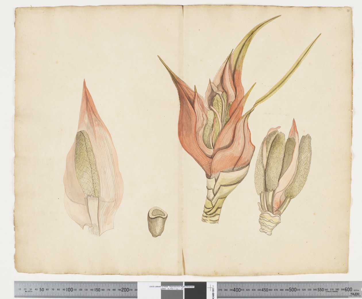 F.33 Freycinetia baueriana，c.1790-95（纸本水墨和水彩） 作者 John (attr. to) Doody