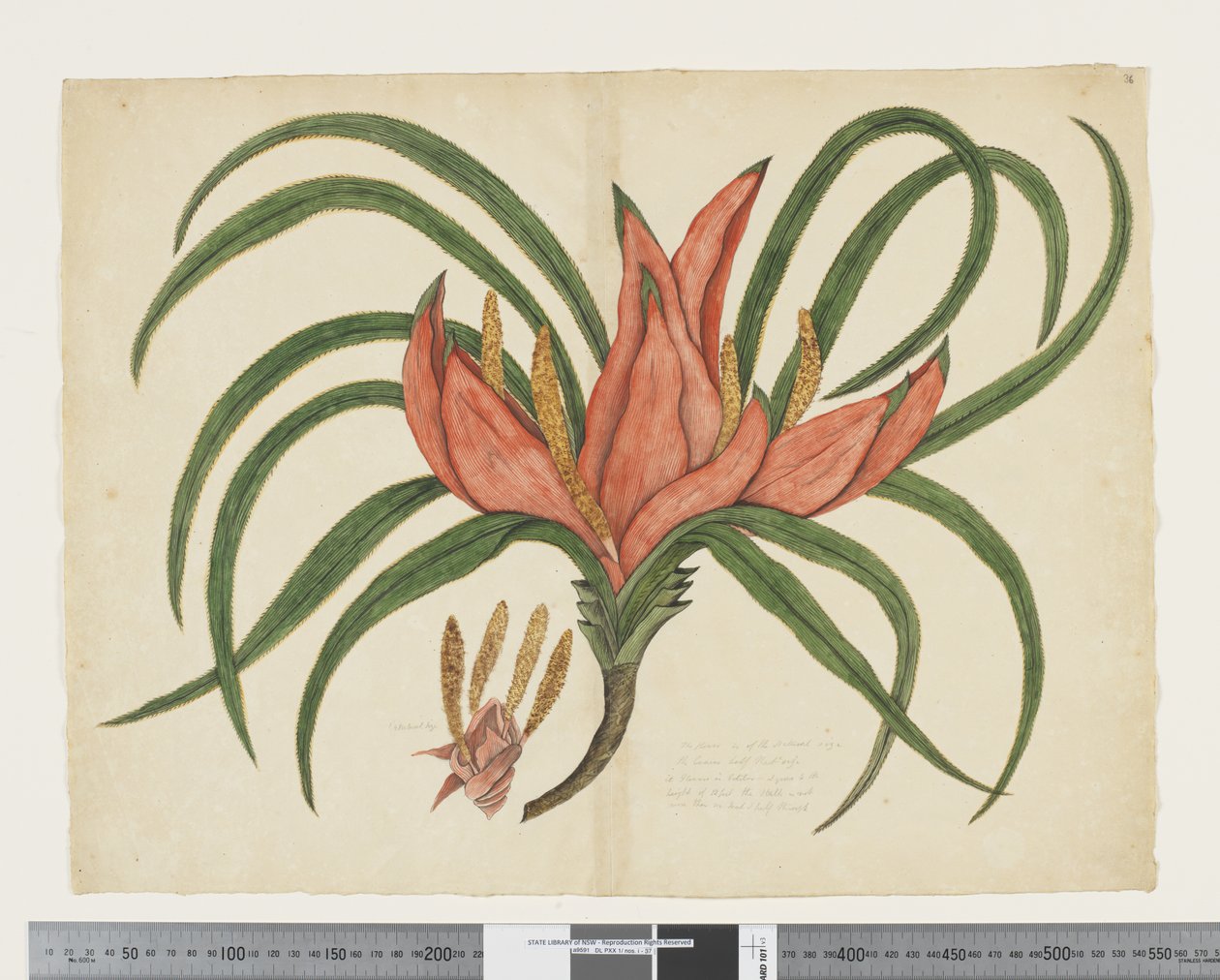 F.36 Freycinetia baueriana，约 1790-95 年（纸上水彩和墨水） 作者 John (attr. to) Doody