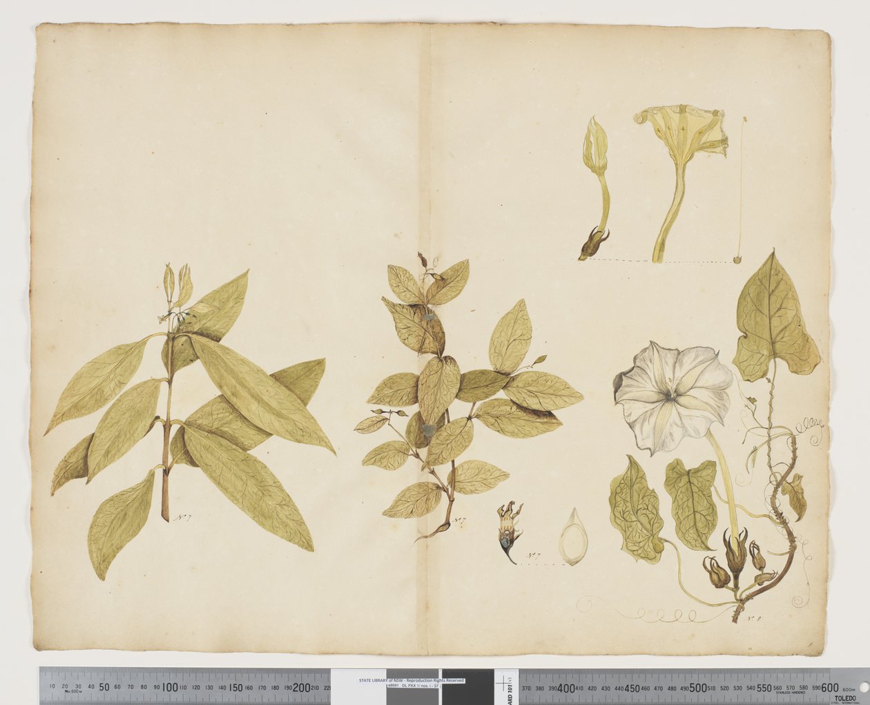 F.6 澳洲紫薇； Ipomea，c.1790-95（纸上水彩和墨水） 作者 John (attr. to) Doody