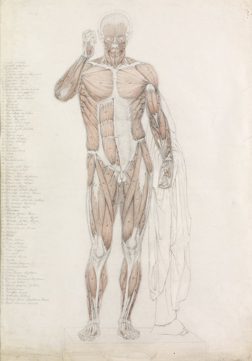 解剖学研究：人体肌肉，Contrapposto 作者 约翰·巴特