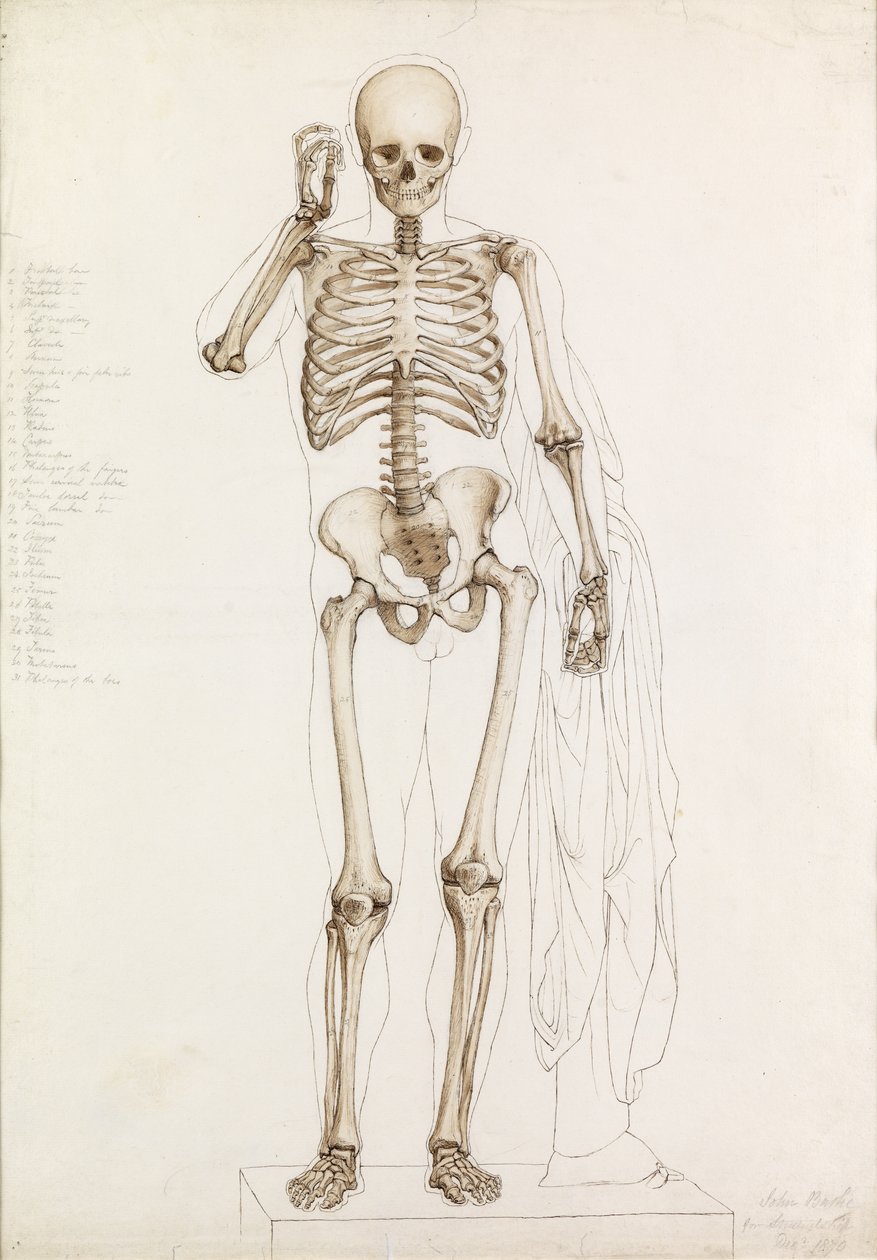 解剖学研究：人体骨骼，Contrapposto，1870年 作者 约翰·巴特