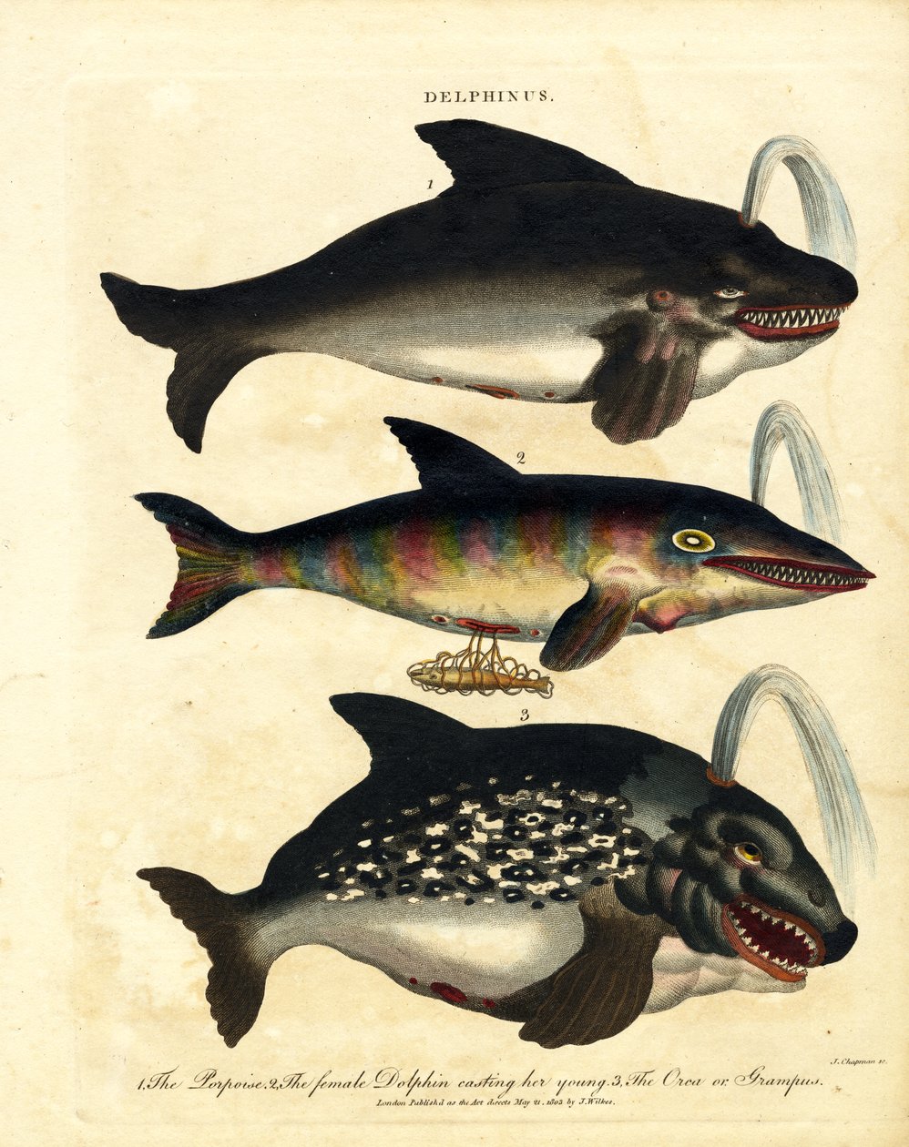  作者 约翰·查普曼