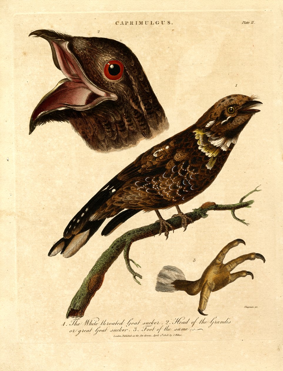  作者 约翰·查普曼