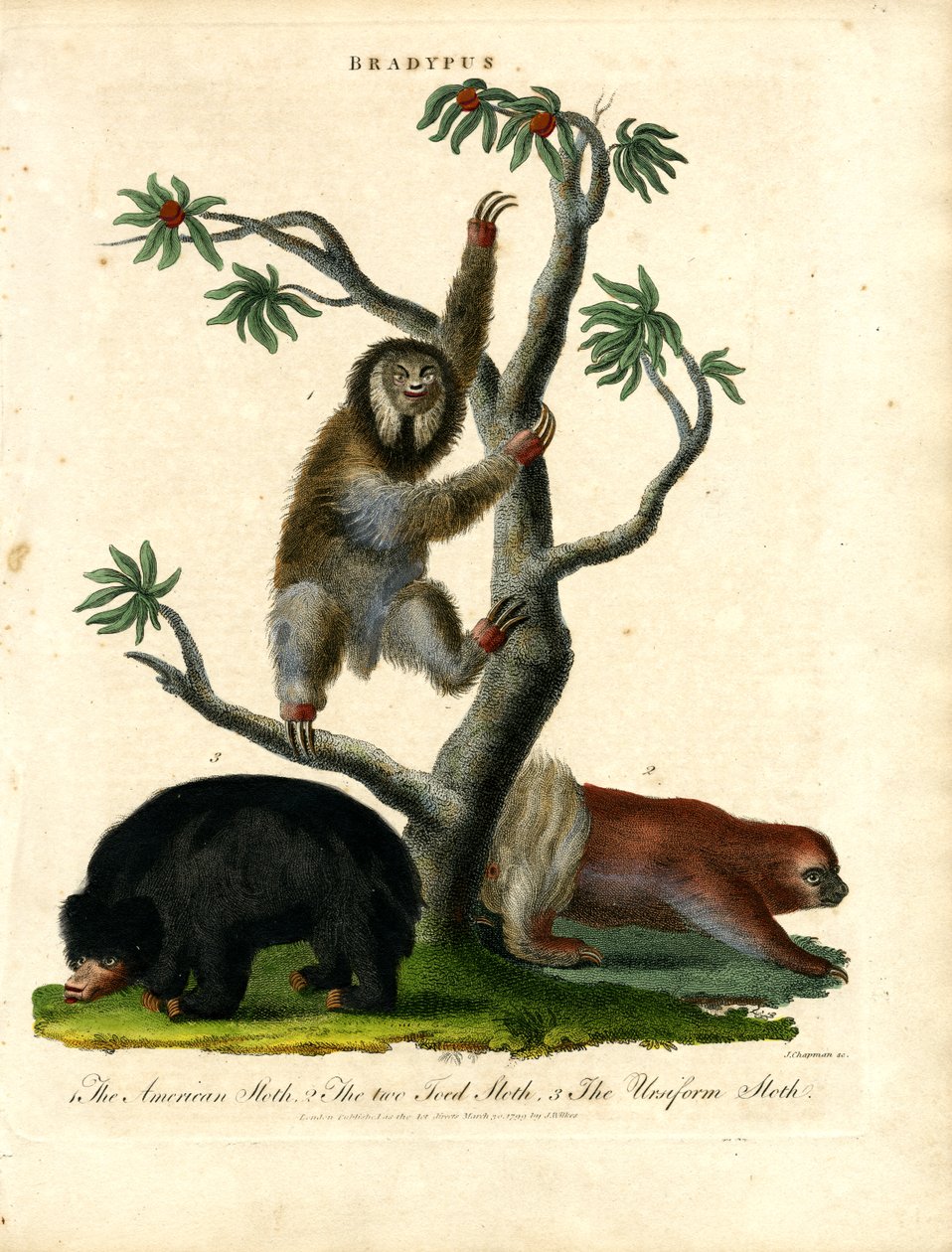  作者 约翰·查普曼