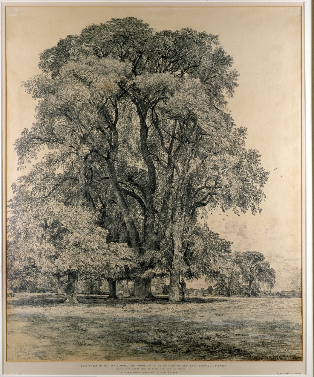 榆树在老霍尔公园，东伯格霍尔特，1817年（铅笔） 作者 约翰·康斯特勃