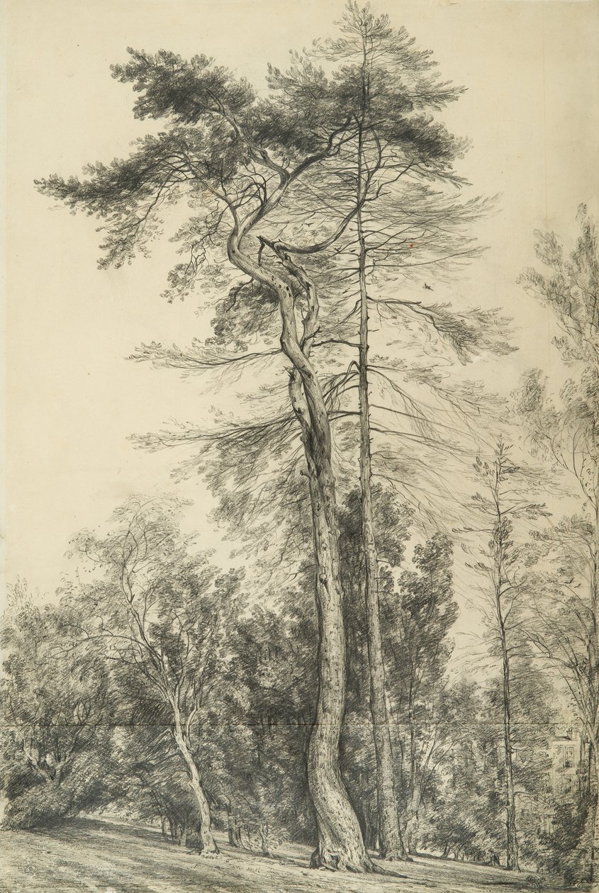 杉树，1833年 作者 约翰·康斯特勃