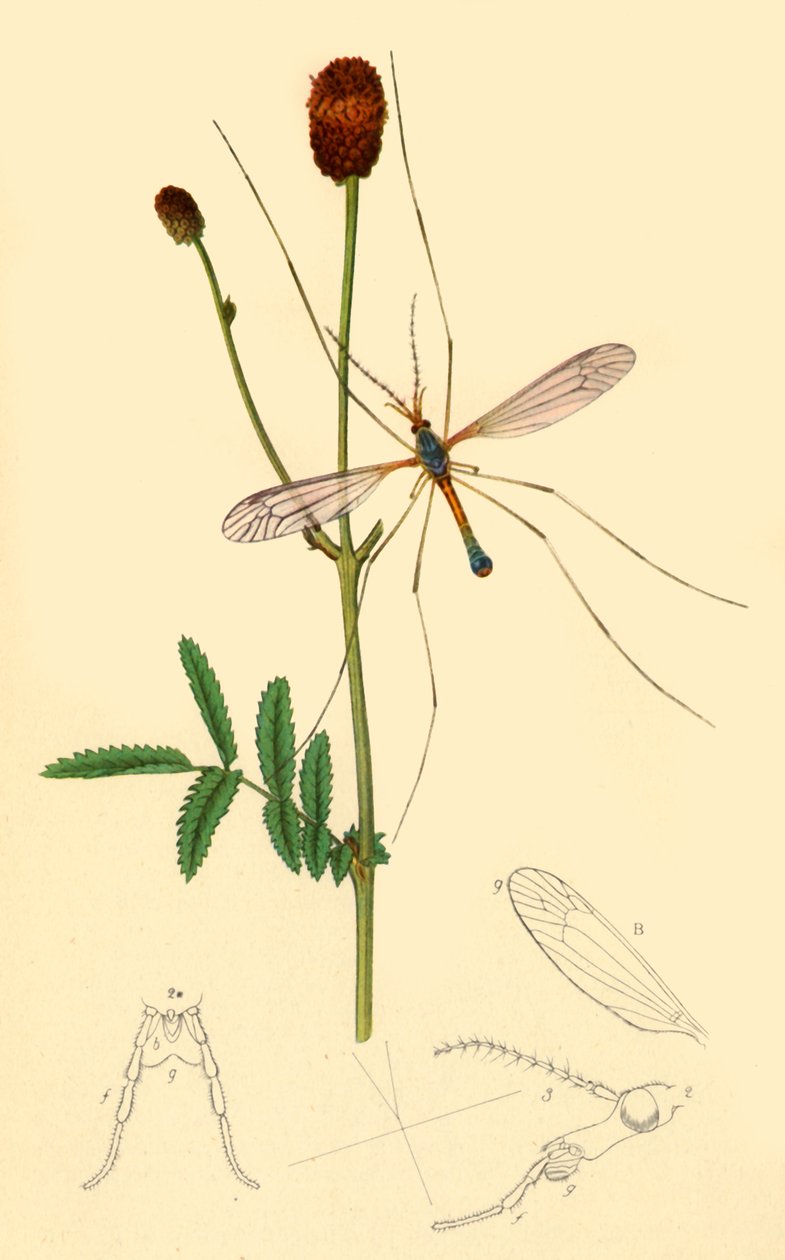 鹤虱：Tipula longicornis