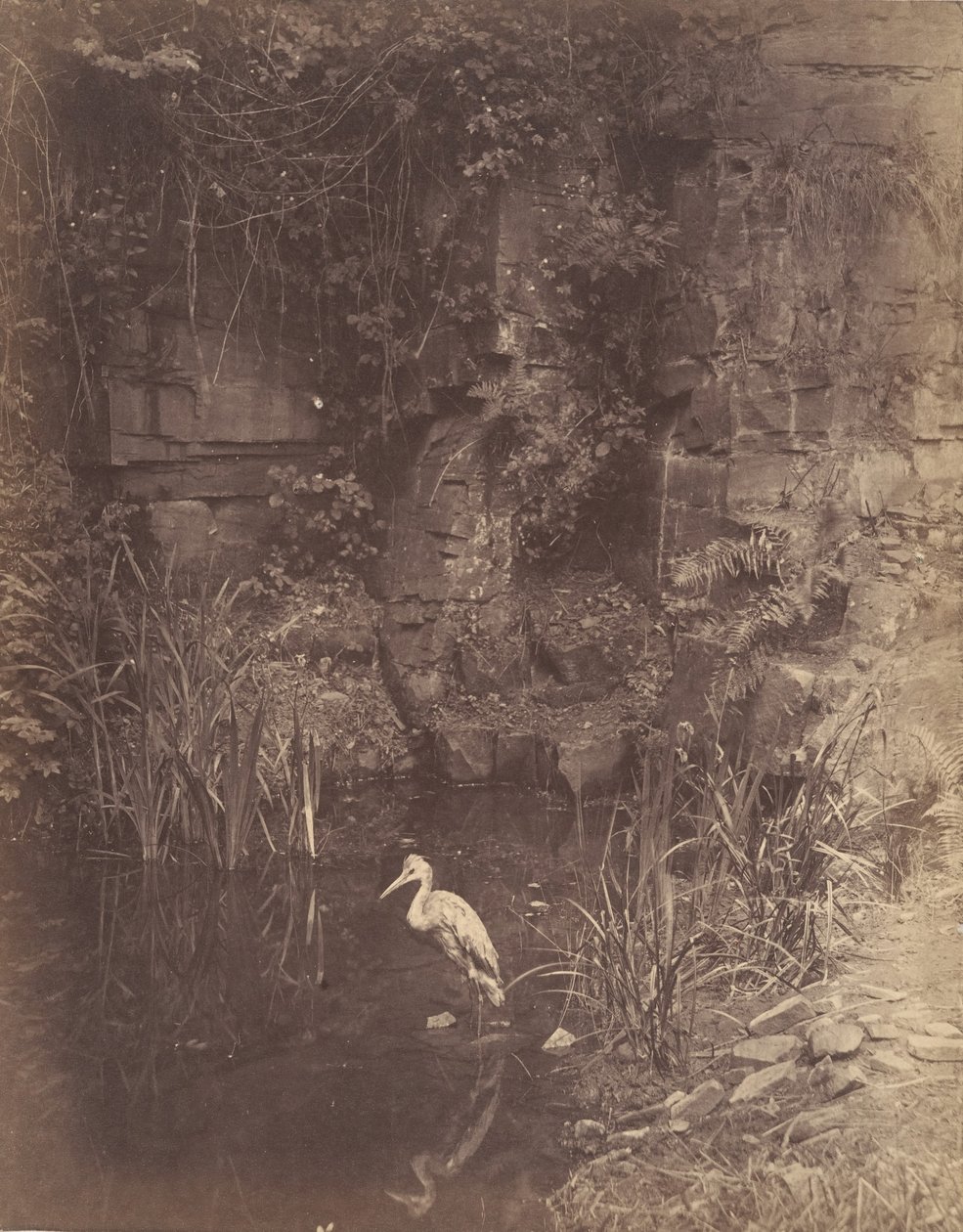 Piscator, No. 2, 1856. 作者 约翰·迪尔温·莱维林