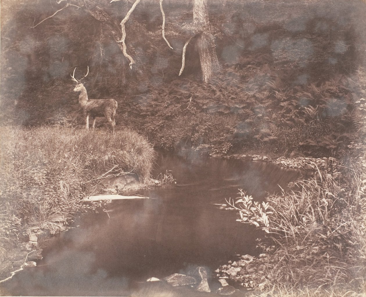 Lewitha号，1853-56年。 作者 约翰·迪尔温·莱维林