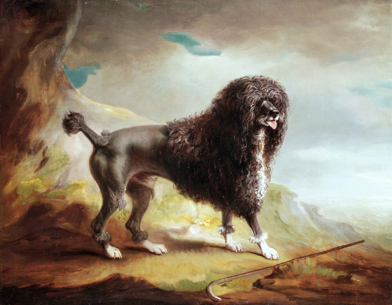 一只被剪掉的水猎犬（布面油画 作者 约翰·费内利
