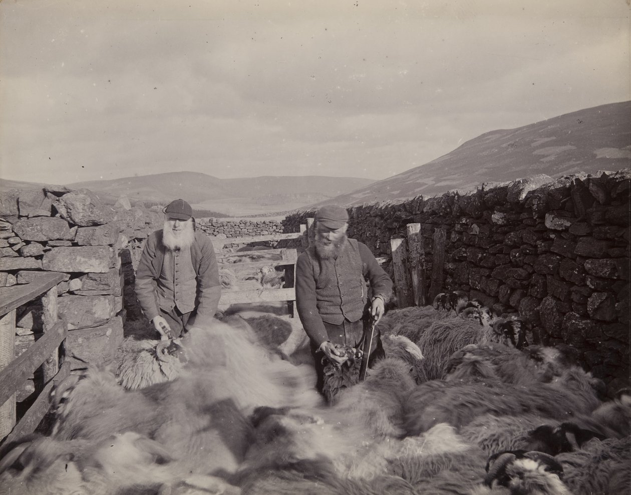 1897年，Glen Prosen的Horning Sheep 作者 约翰·爱德华·阿里奥修斯·斯泰格尔