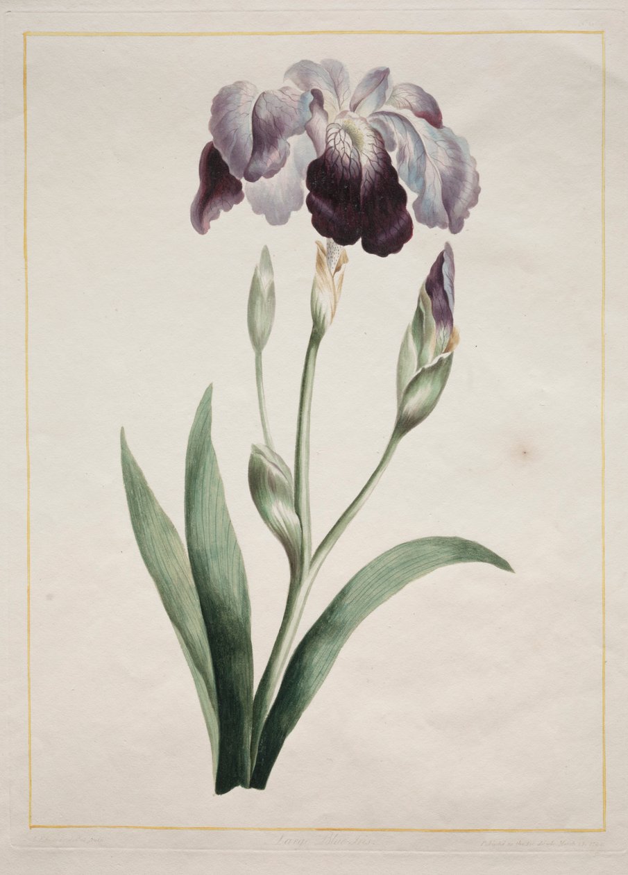 日本虹膜大蓝虹膜，1801年。 作者 约翰·爱德华兹