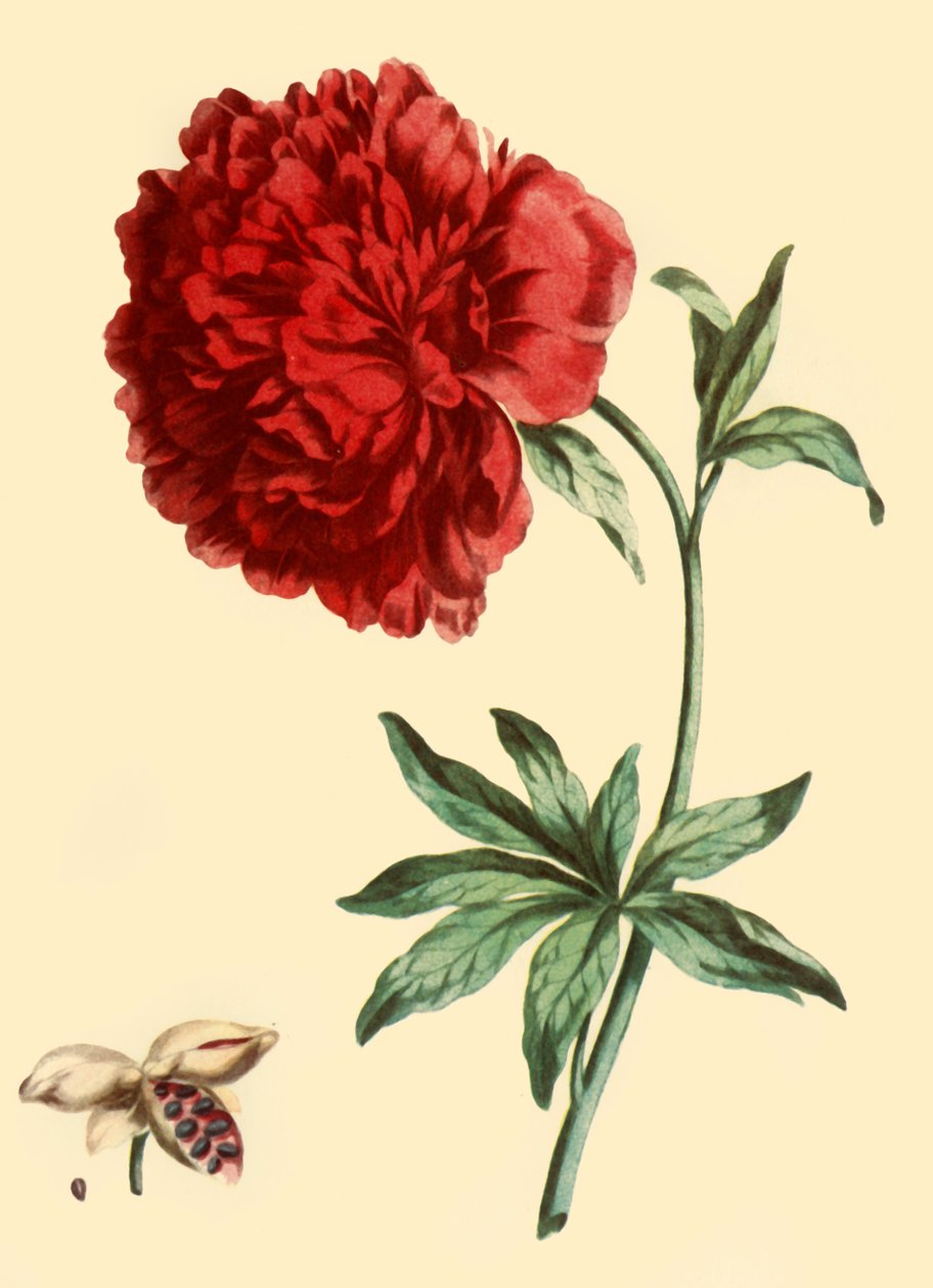 牡丹：Paeonia Faemina Flore Pleno Rubro Majore》，1769年，1946年。 作者 约翰·爱德华兹