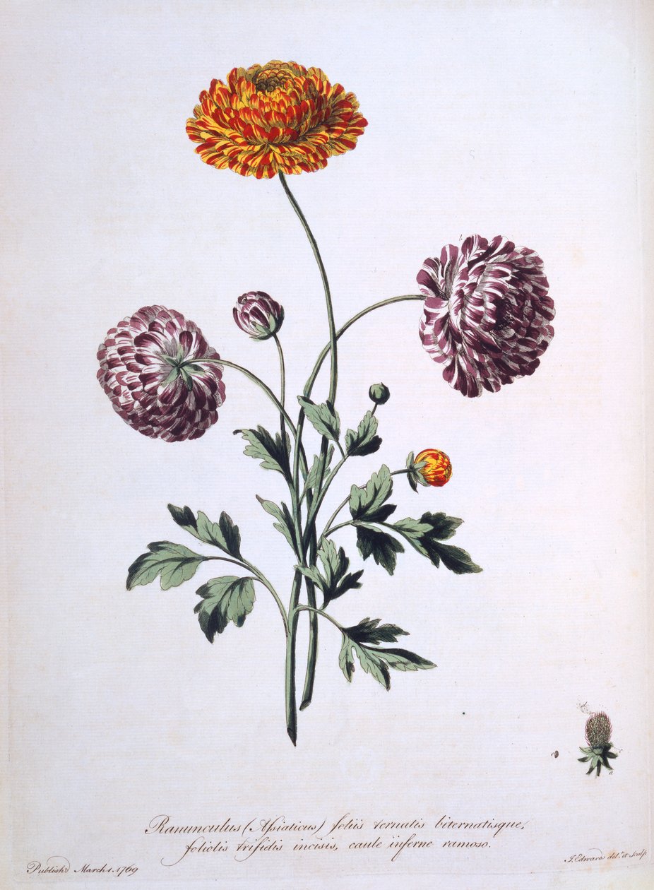 毛茛属植物，来自&39;英国中医&39;的插图，1769年 作者 约翰·爱德华兹