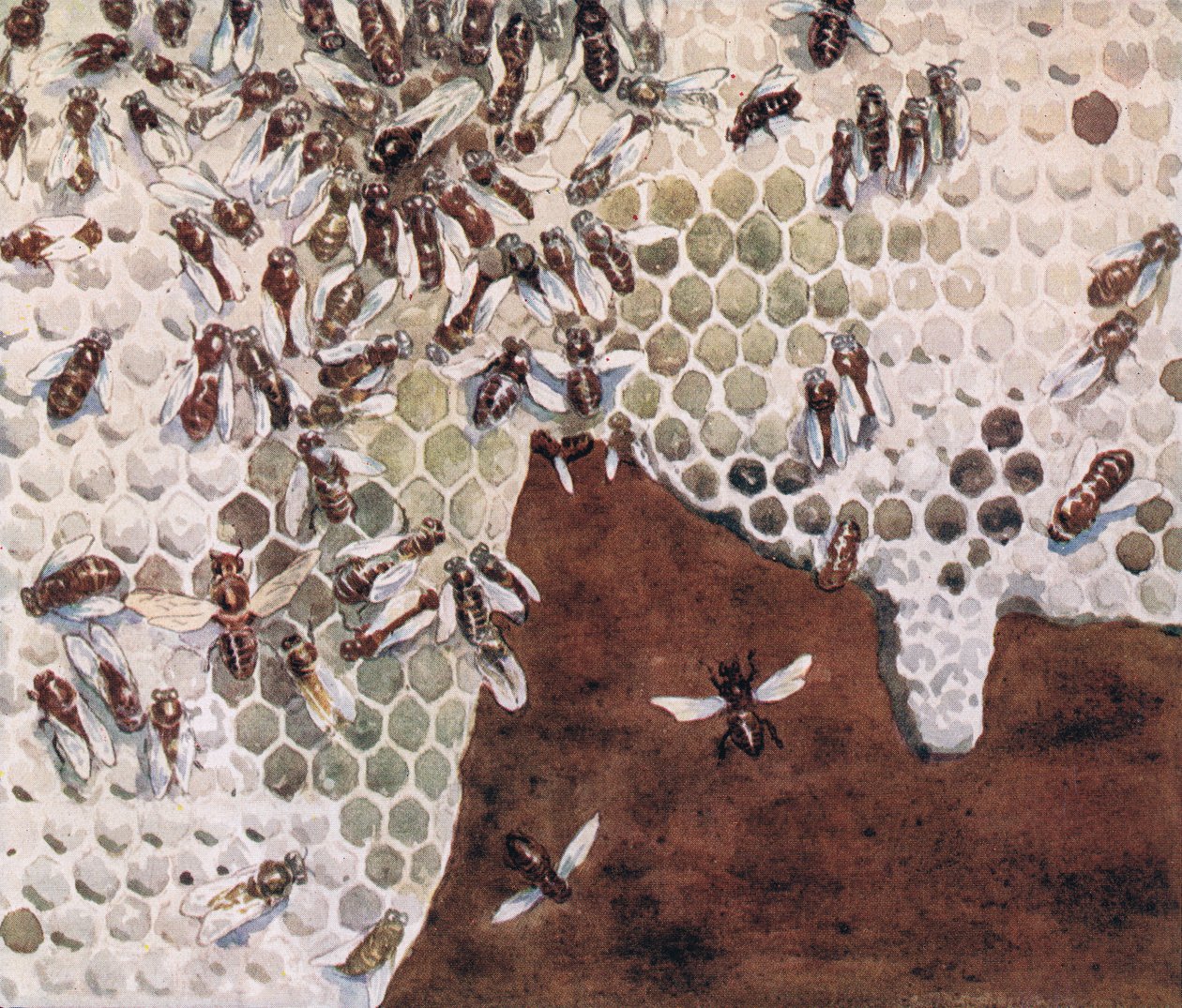 蜜蜂酿蜜，插图来自 Gladys Davidson 的《Helpers Without Hands》，1919 年出版（彩色平版印刷） 作者 约翰·埃德温·诺布尔