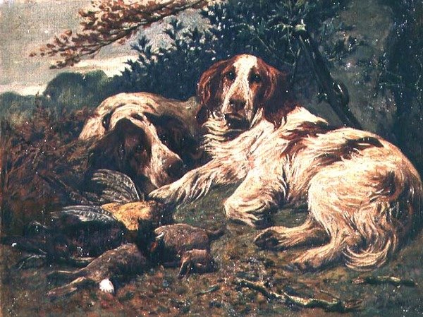一对肝脏和白色的克伦贝尔小猎犬在一天的包里。 作者 约翰·艾姆斯