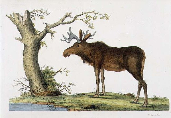 麋鹿(Cervus Alces) (litho) 作者 约翰·弗雷德里克（后）米勒