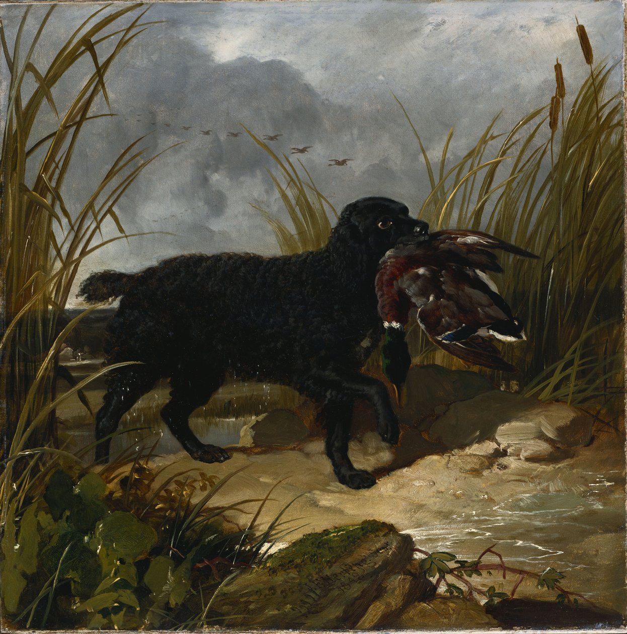 取回绿头野鸭的爱尔兰水猎犬，1849年 作者 老约翰弗雷德里克鲱鱼