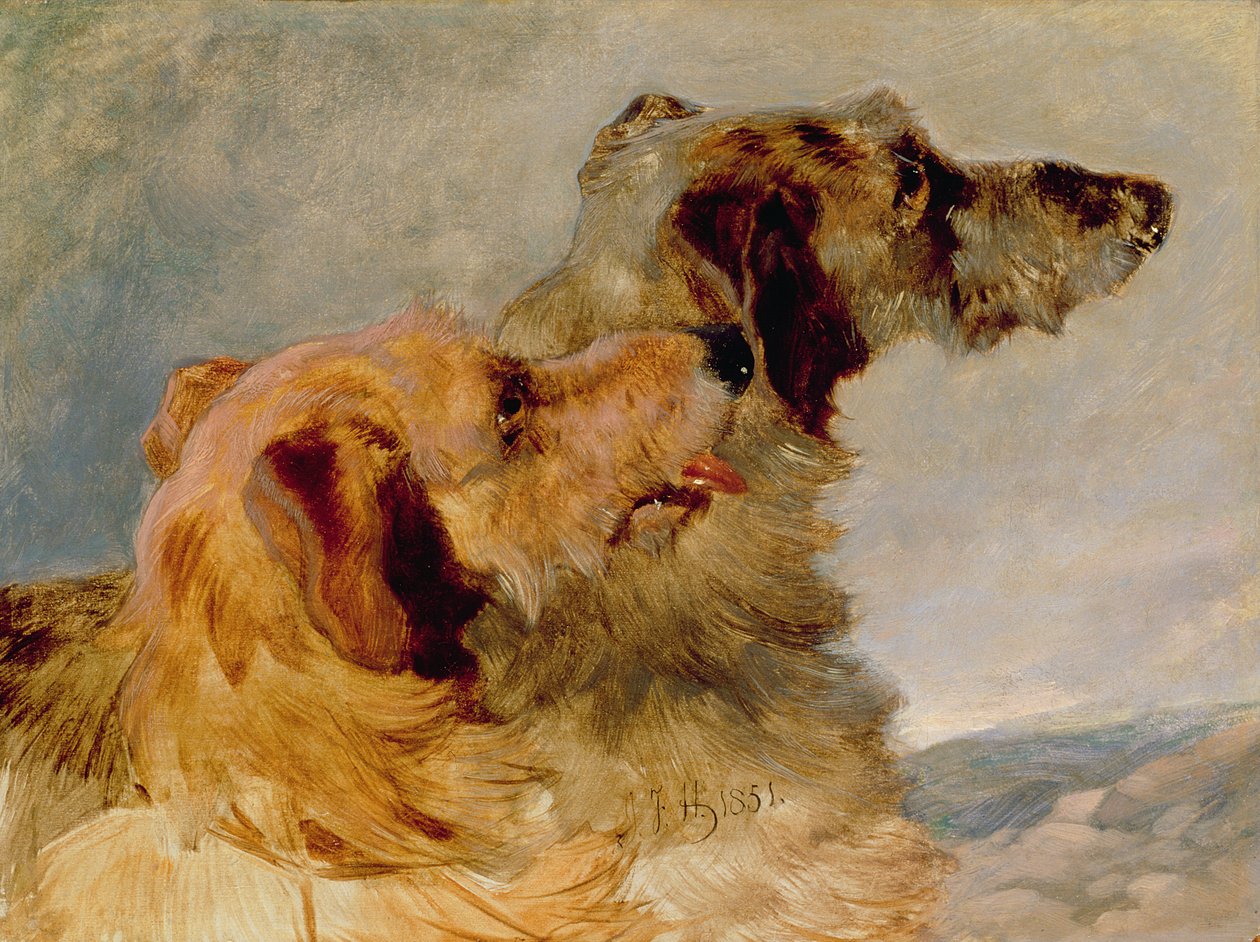 两只猎鹿犬，1851年（纸上油） 作者 老约翰弗雷德里克鲱鱼