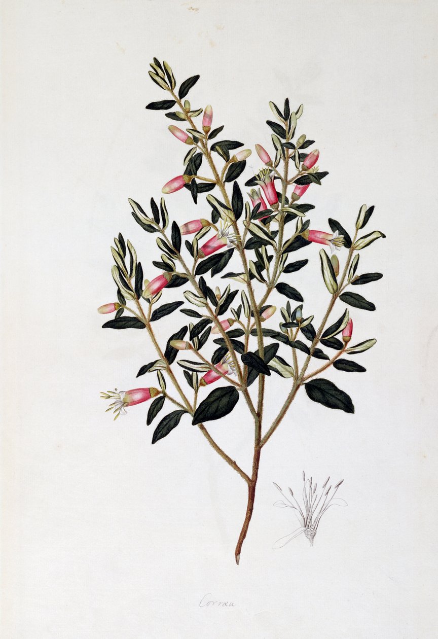 Correa Reflexa，约翰-弗雷德里克-米勒（1759-1796 年）绘制 作者 约翰·弗雷德里克·米勒