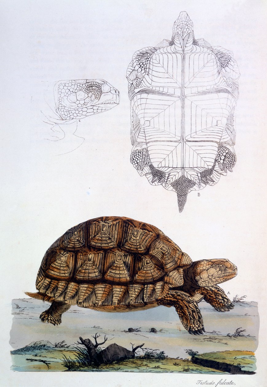 Testuo Sulcata，1796年（手工彩色雕刻） 作者 约翰·弗雷德里克·米勒